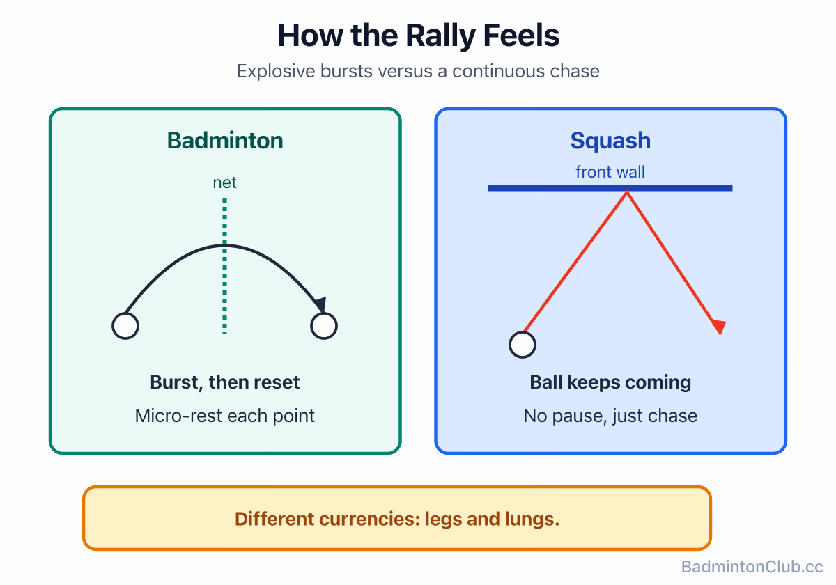Badminton's explosive over-the-net bursts versus squash's continuous off-the-wall retrieving