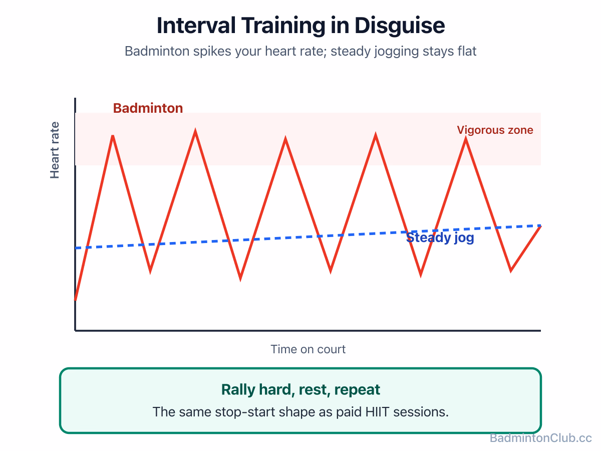 How badminton's rally-and-rest pattern spikes the heart rate like interval training, versus the flat line of steady jogging