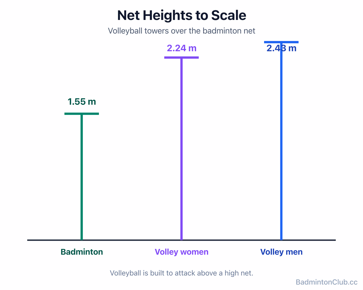 Net heights to scale: badminton 1.55 m versus men's volleyball 2.43 m and women's 2.24 m
