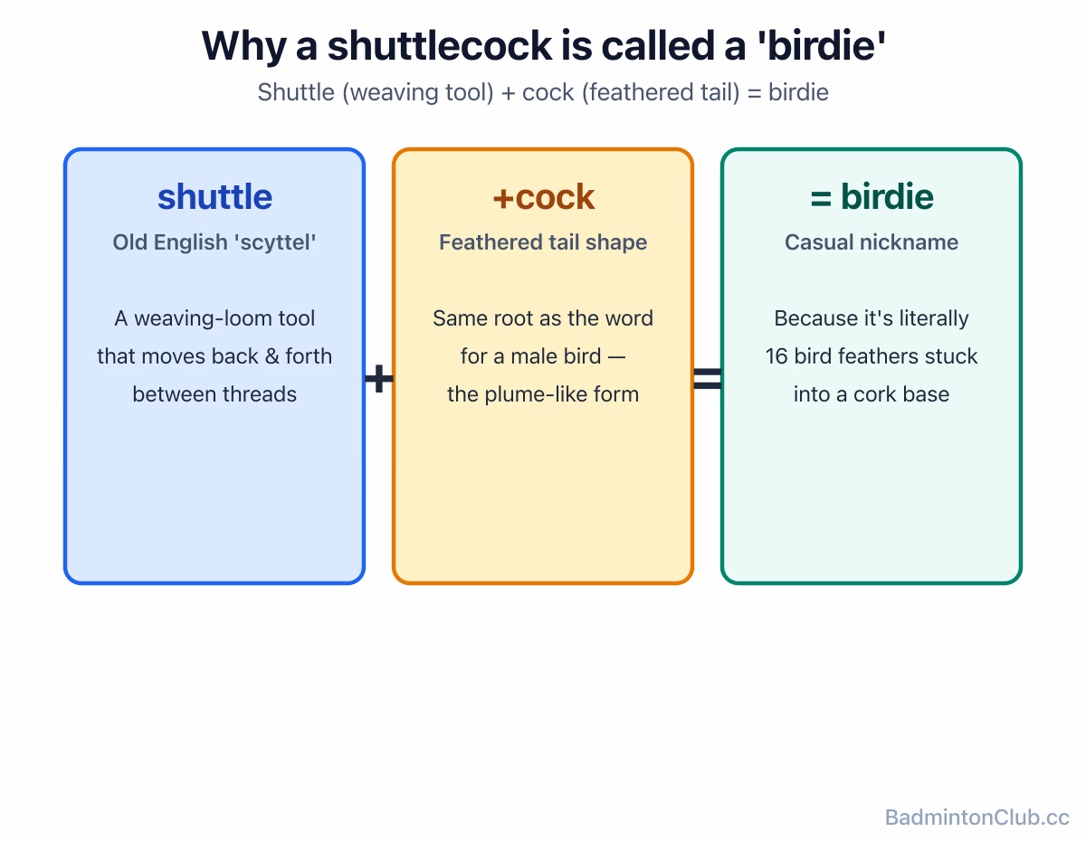 Etymology of shuttlecock — Old English "scyttel" (weaving shuttle) + "cock" (feathered tail), with the modern "birdie" nickname